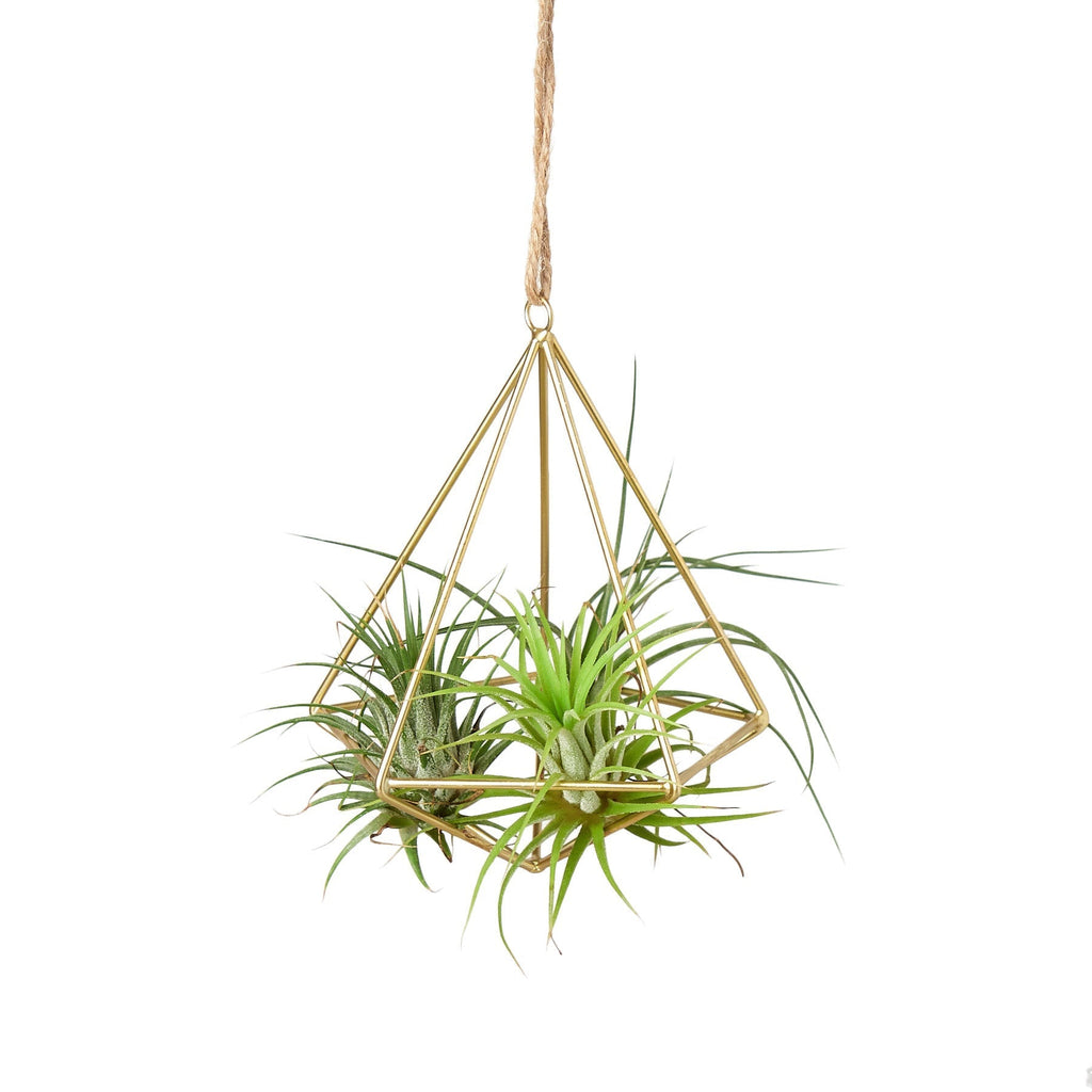 Air Plant Display Hanger - Brass - Cheeky Garden