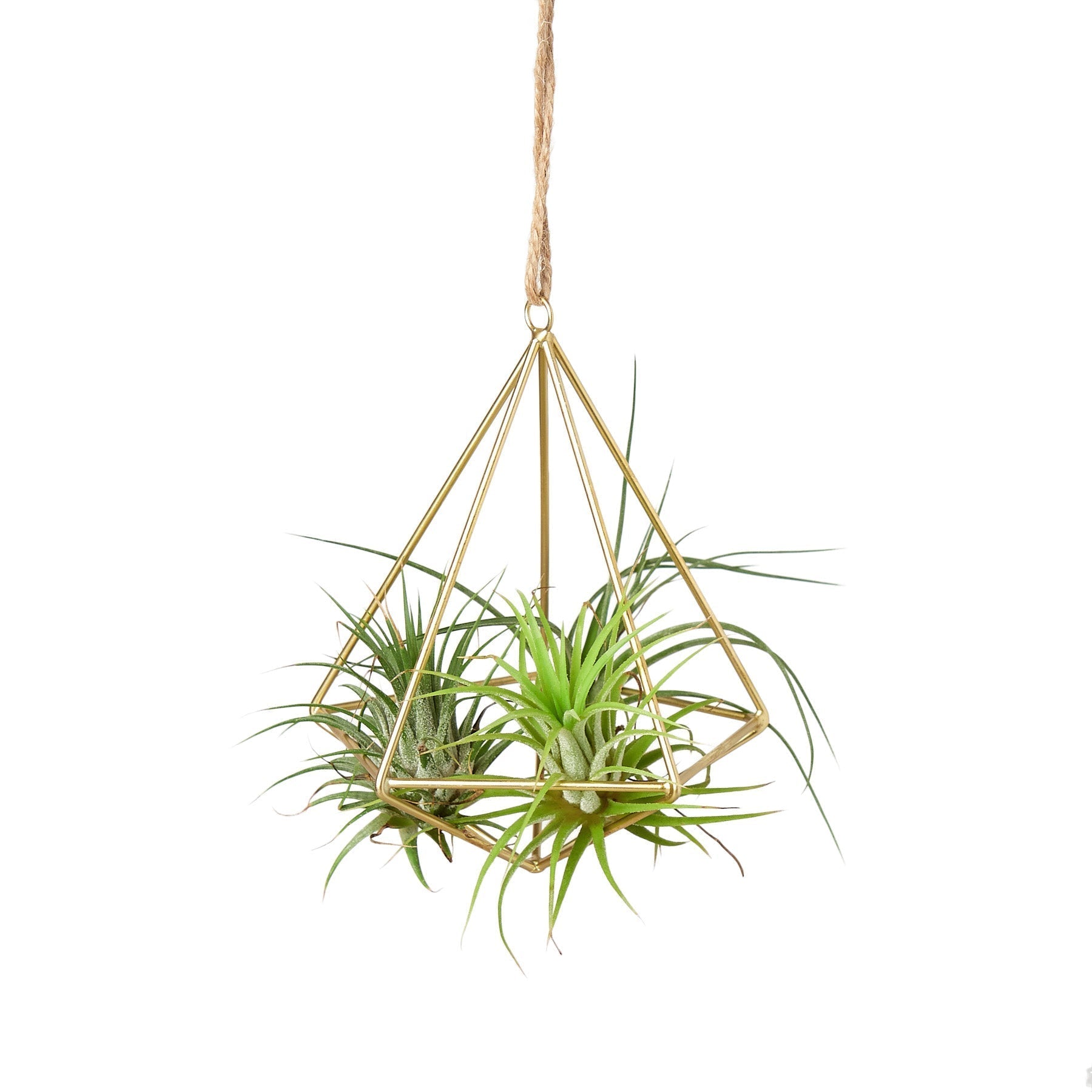 Air Plant Display Hanger - Brass - Cheeky Garden
