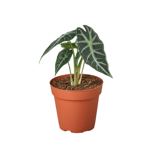 Alocasia Amazonica 'Bambino' - Cheeky Garden