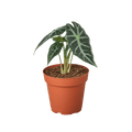 Alocasia Amazonica 'Bambino' - Cheeky Garden