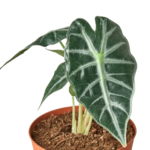 Alocasia Amazonica 'Bambino' - Cheeky Garden