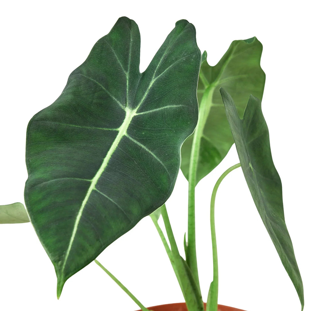 Alocasia Micholitziana 'Frydek' - Cheeky Garden