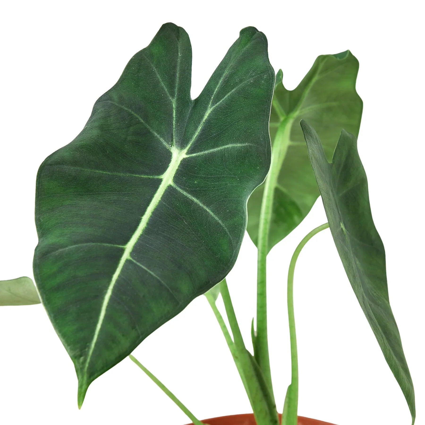 Alocasia Micholitziana 'Frydek' - Cheeky Garden
