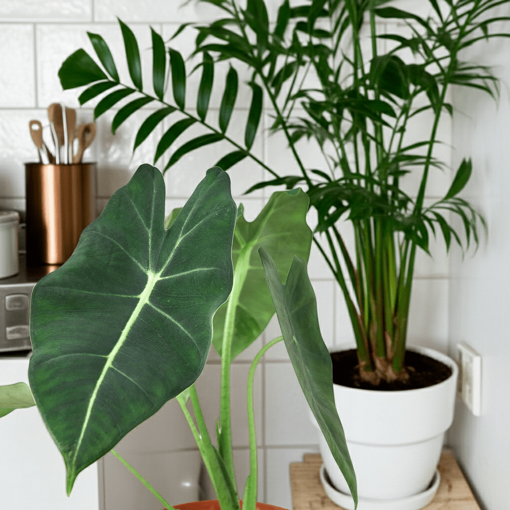 Alocasia Micholitziana 'Frydek' - Cheeky Garden