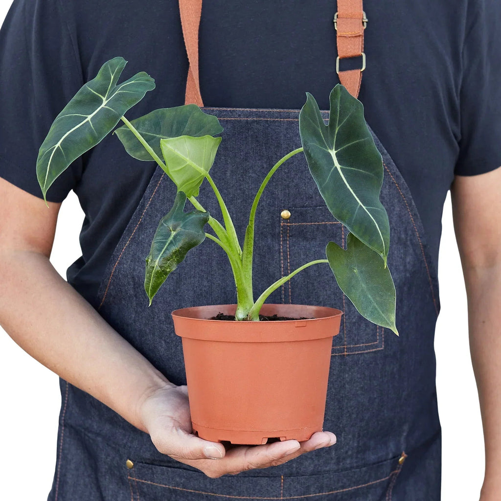 Alocasia Micholitziana 'Frydek' - Cheeky Garden