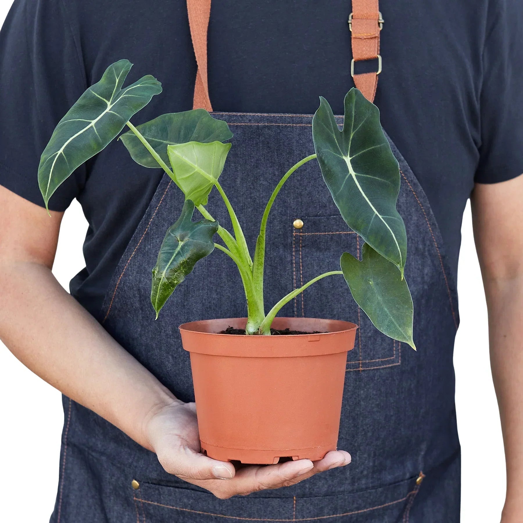 Alocasia Micholitziana 'Frydek' - Cheeky Garden