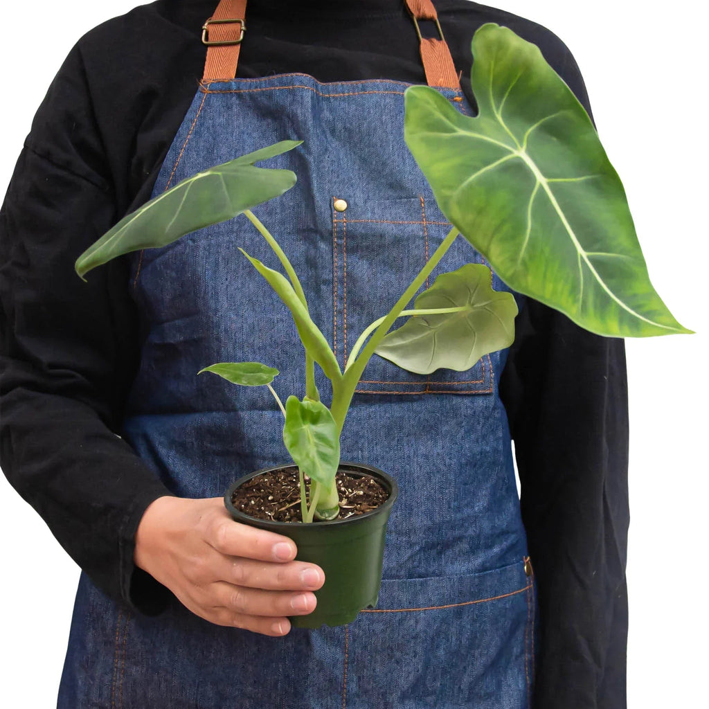 Alocasia Micholitziana 'Frydek' - Cheeky Garden
