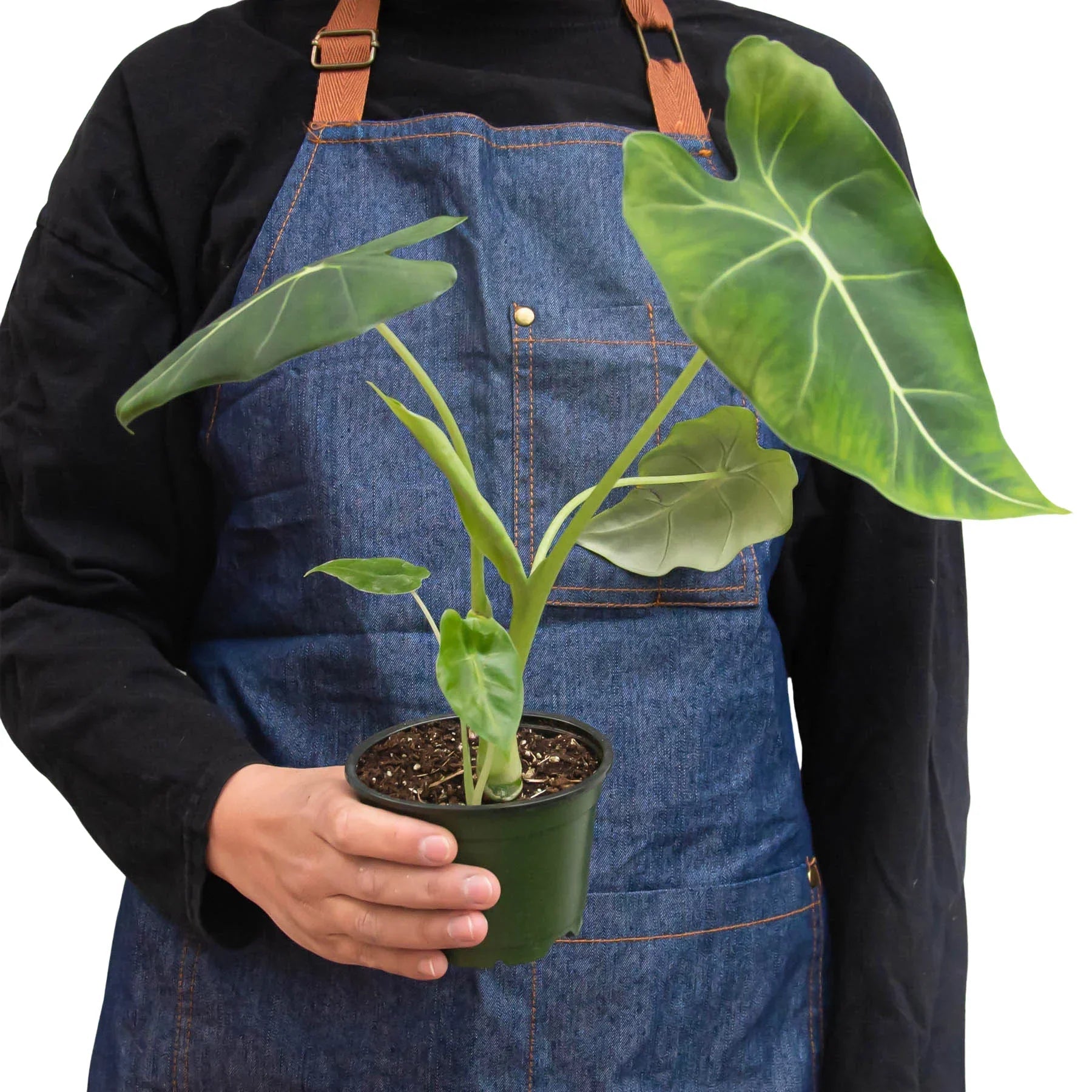 Alocasia Micholitziana 'Frydek' - Cheeky Garden
