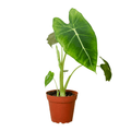 Alocasia Micholitziana 'Frydek' - Cheeky Garden
