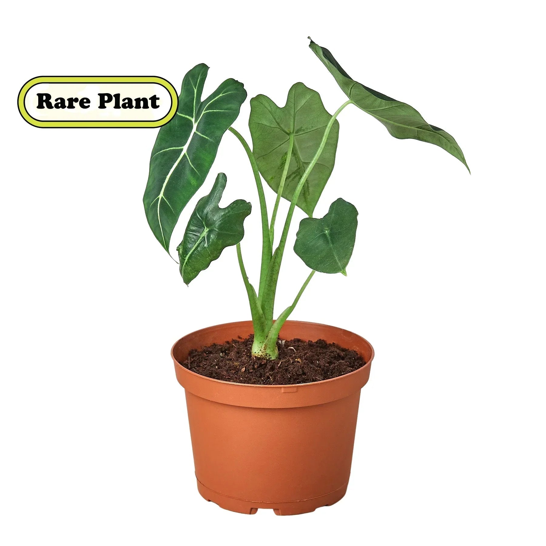 Alocasia Micholitziana 'Frydek' - Cheeky Garden
