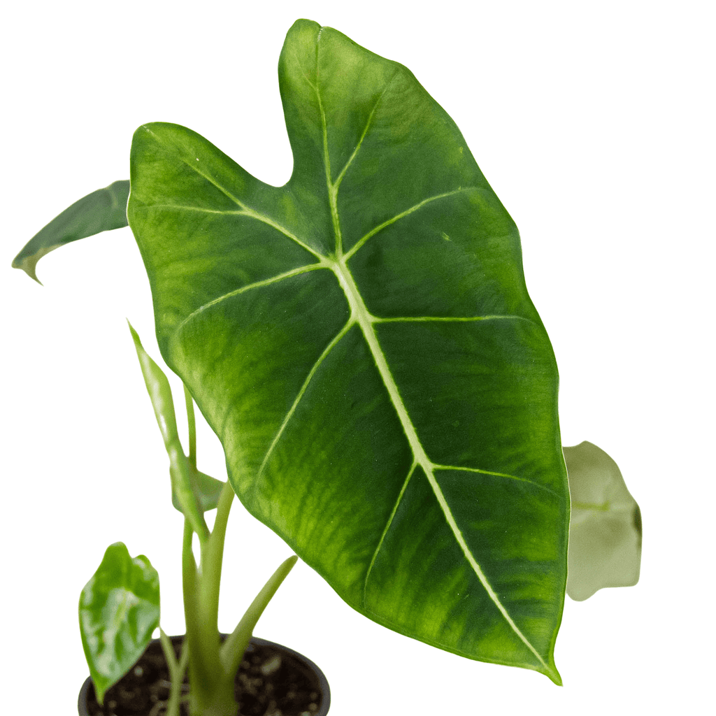Alocasia Micholitziana 'Frydek' - Cheeky Garden