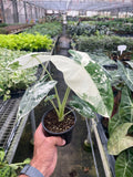 Alocasia Micholitziana 'Frydek' Variegated - 4" Pot - Cheeky Garden