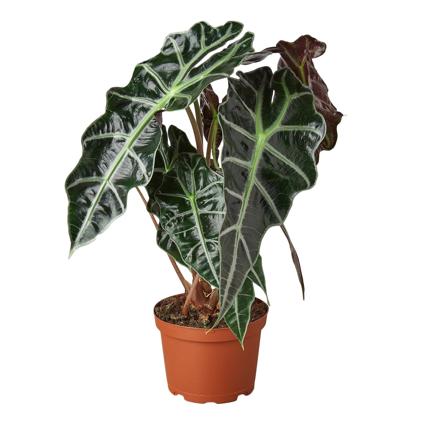 Alocasia Polly 'African Mask' - Cheeky Garden