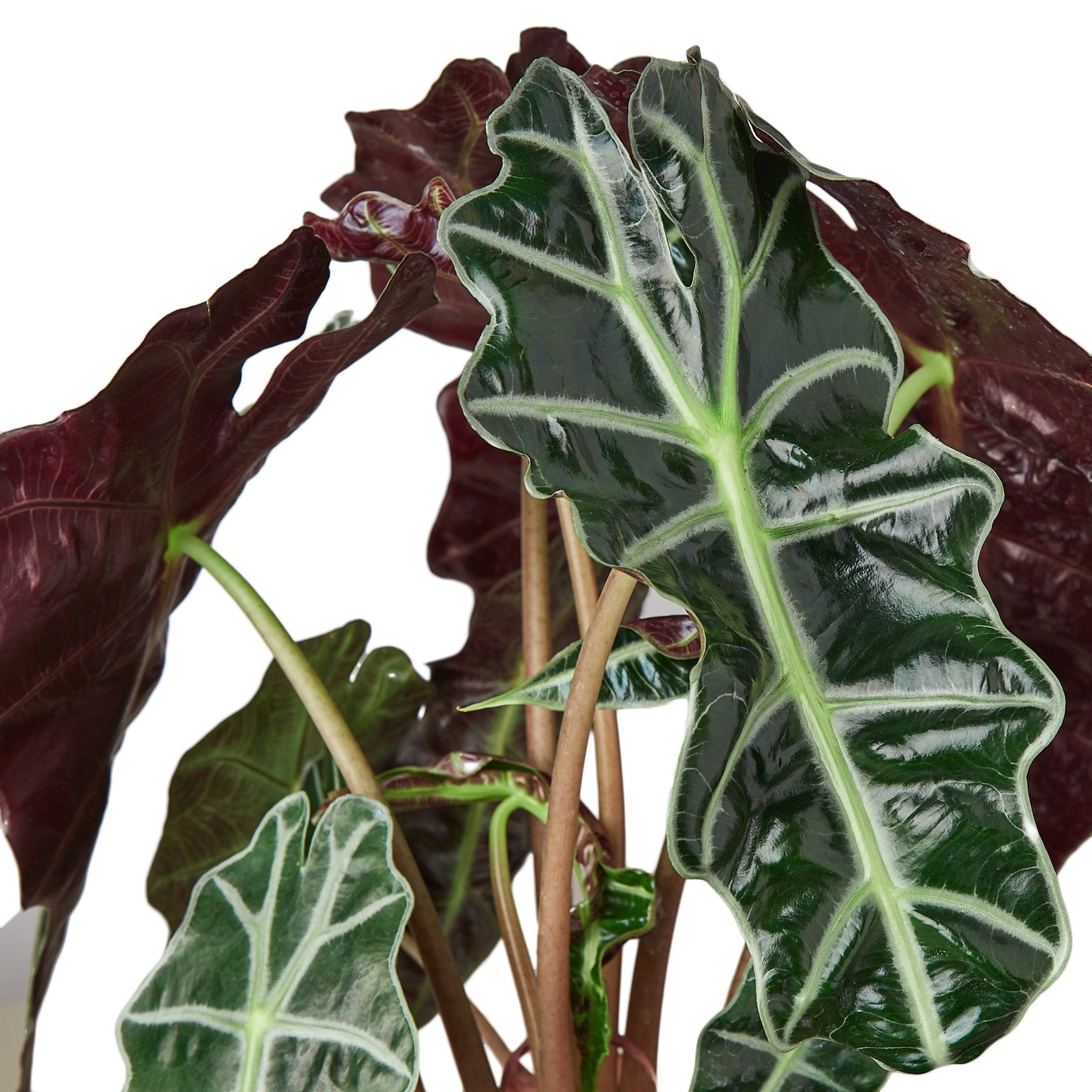 Alocasia Polly 'African Mask' - Cheeky Garden