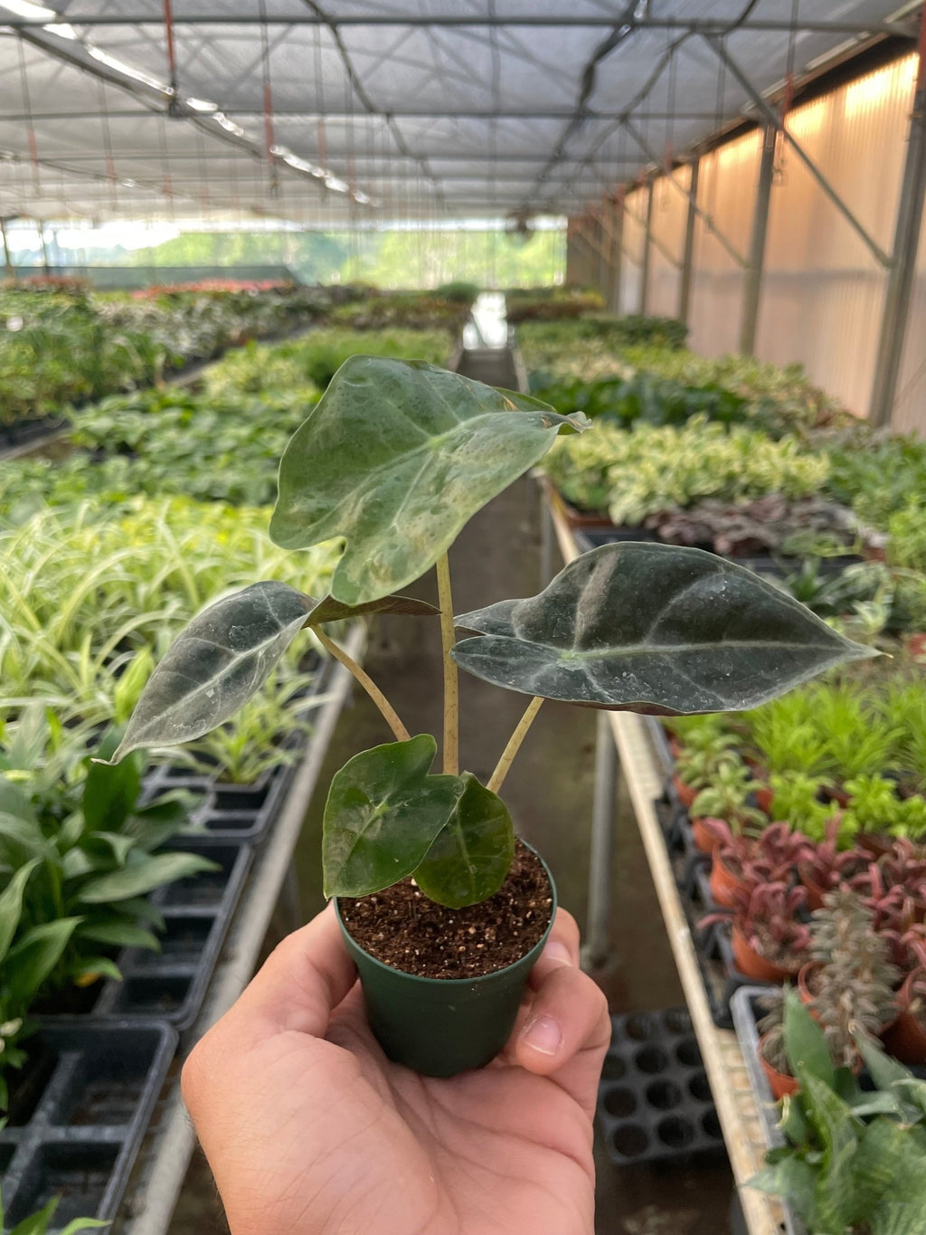 Alocasia Polly 'African Mask' - Cheeky Garden