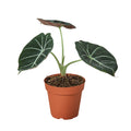 Alocasia Reginula 'Black Velvet' - Cheeky Garden