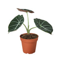Alocasia Reginula 'Black Velvet' - 4" Pot - NURSERY POT ONLY - Cheeky Garden