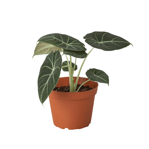 Alocasia Reginula 'Black Velvet' - Cheeky Garden