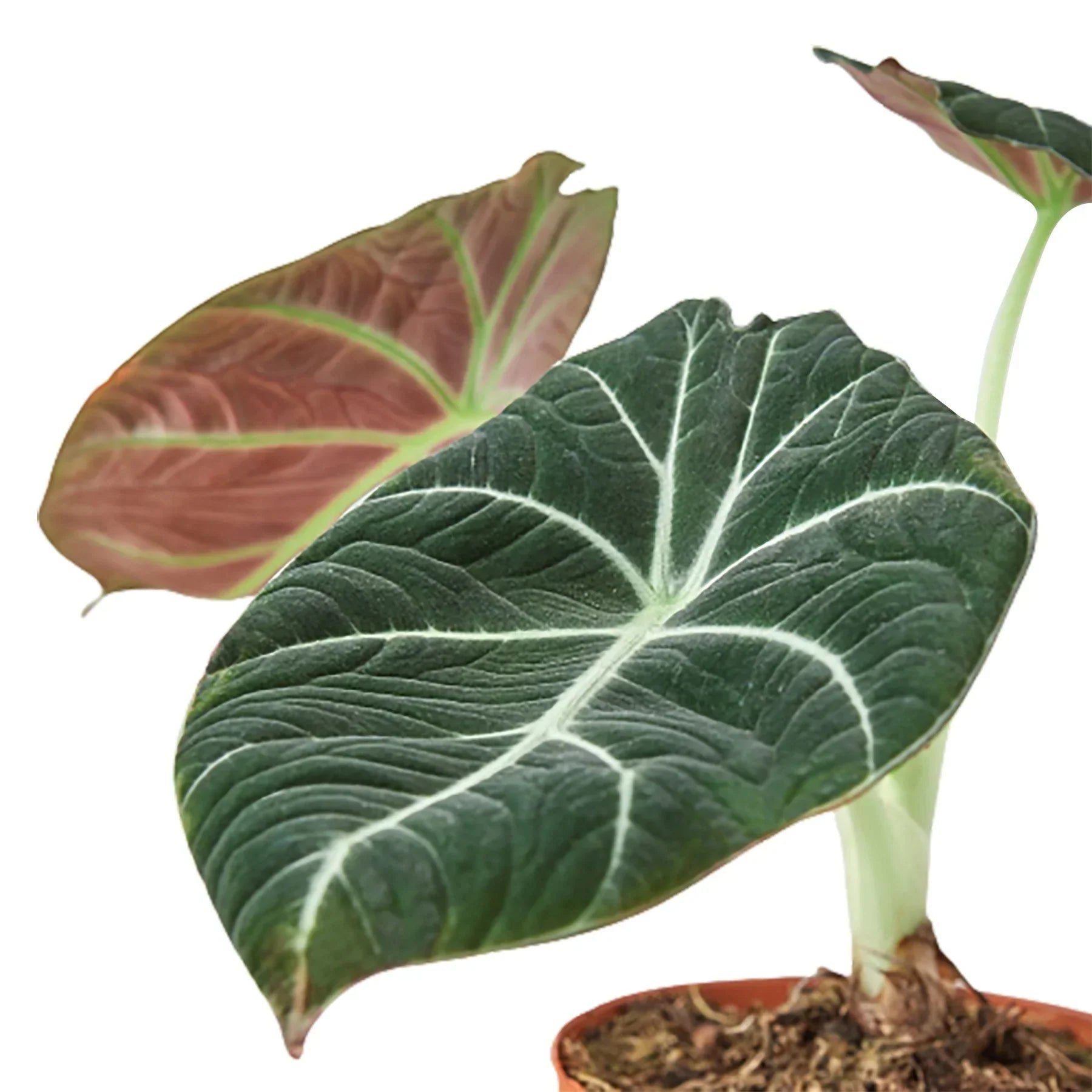 Alocasia Reginula 'Black Velvet' - Cheeky Garden