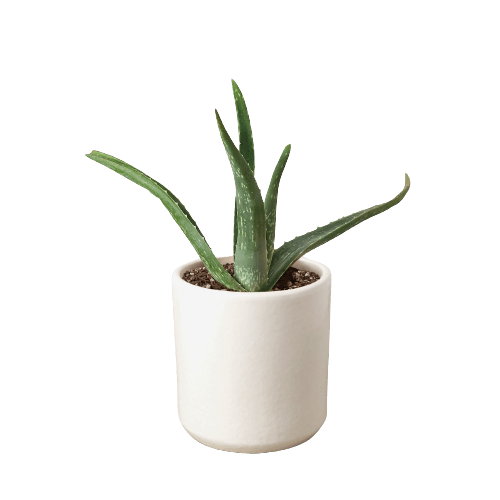 Aloe Vera - Cheeky Garden