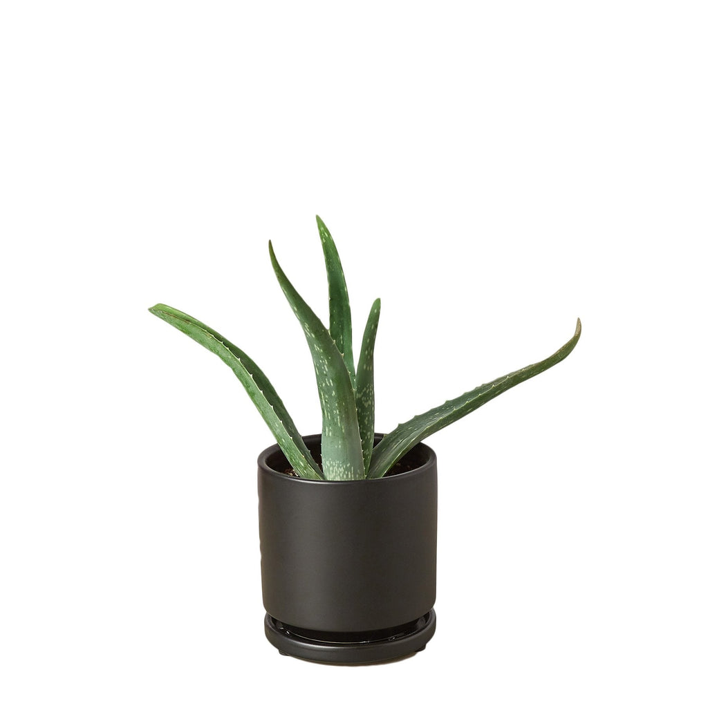 Aloe Vera - Cheeky Garden