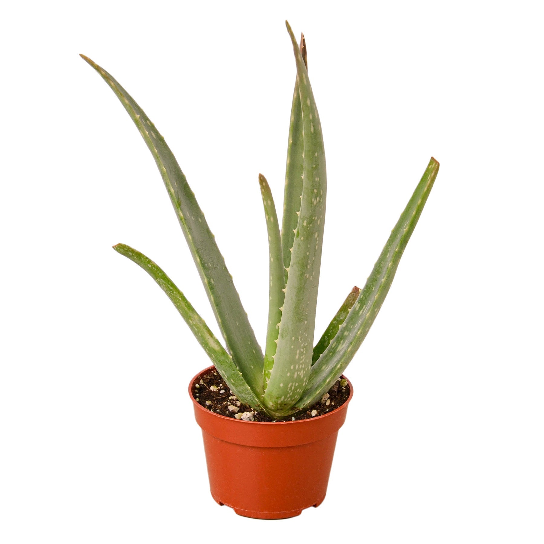 Aloe Vera - Cheeky Garden