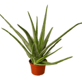 Aloe Vera - 6" Pot - NURSERY POT ONLY - Cheeky Garden