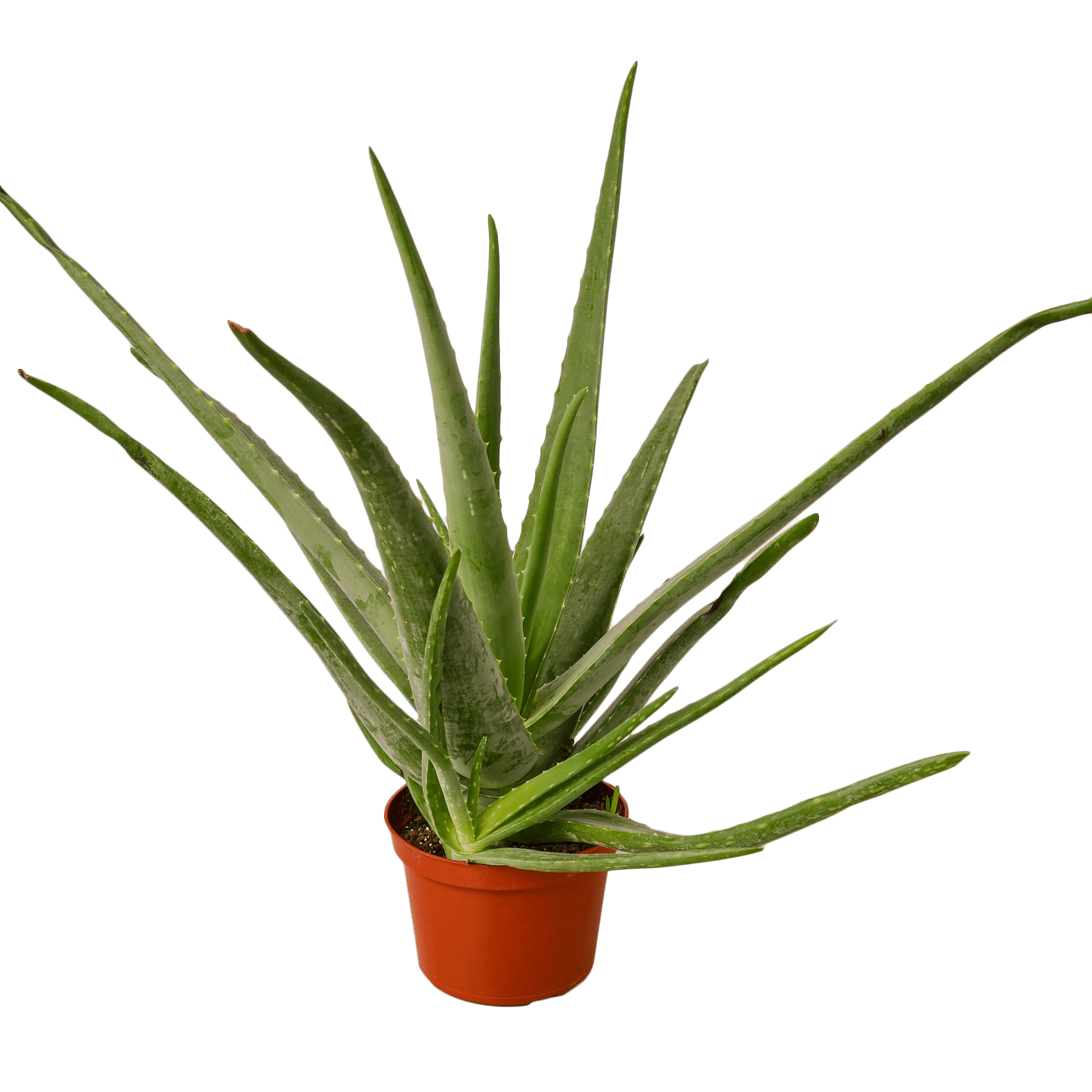 Aloe Vera - 6" Pot - NURSERY POT ONLY - Cheeky Garden
