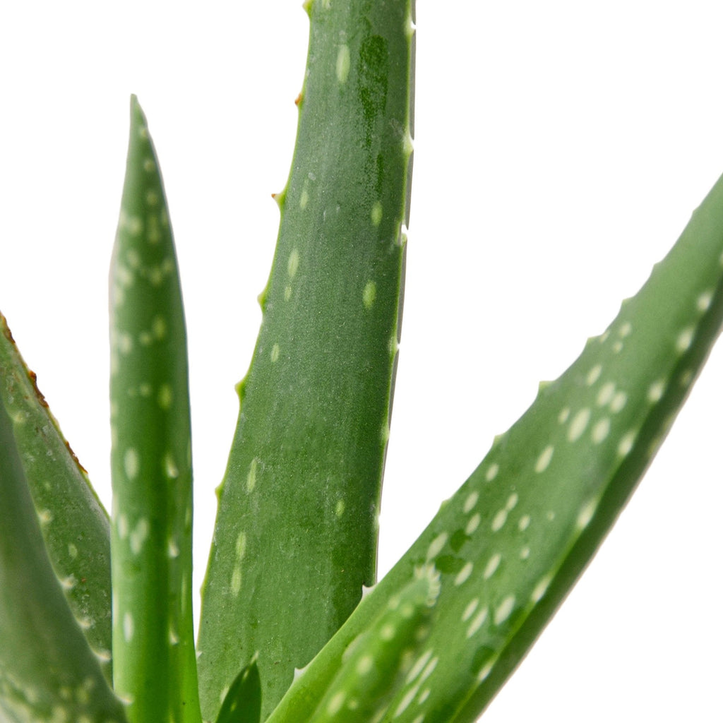 Aloe Vera - Cheeky Garden