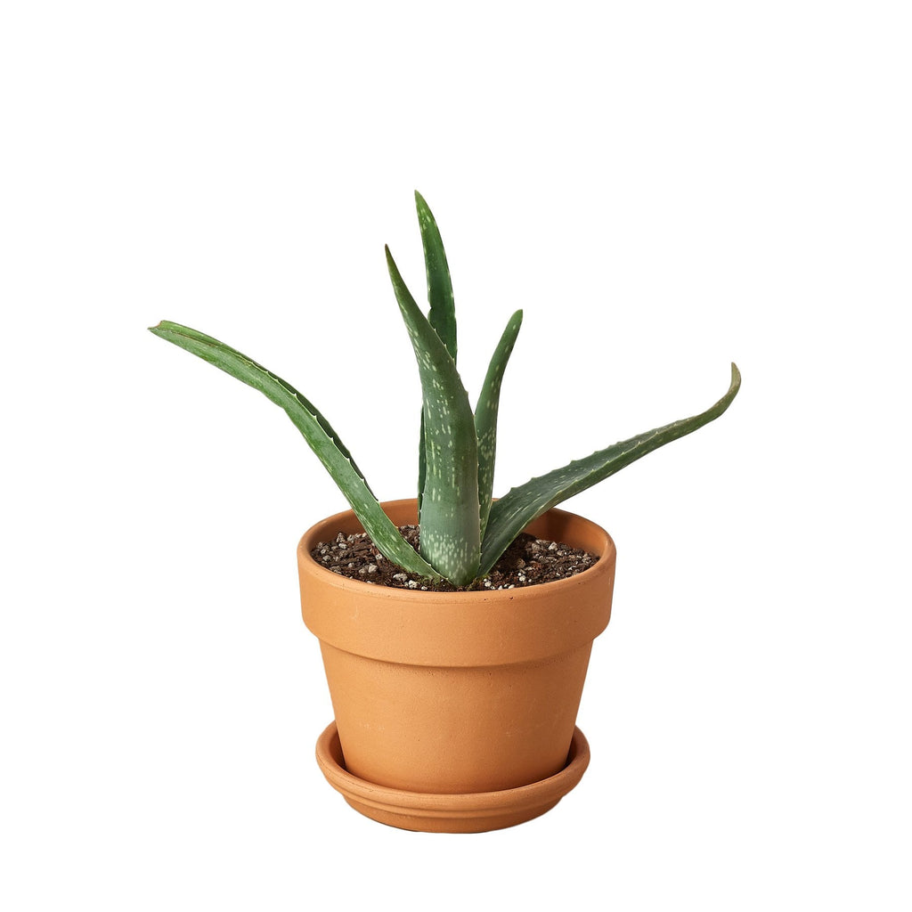 Aloe Vera - Cheeky Garden