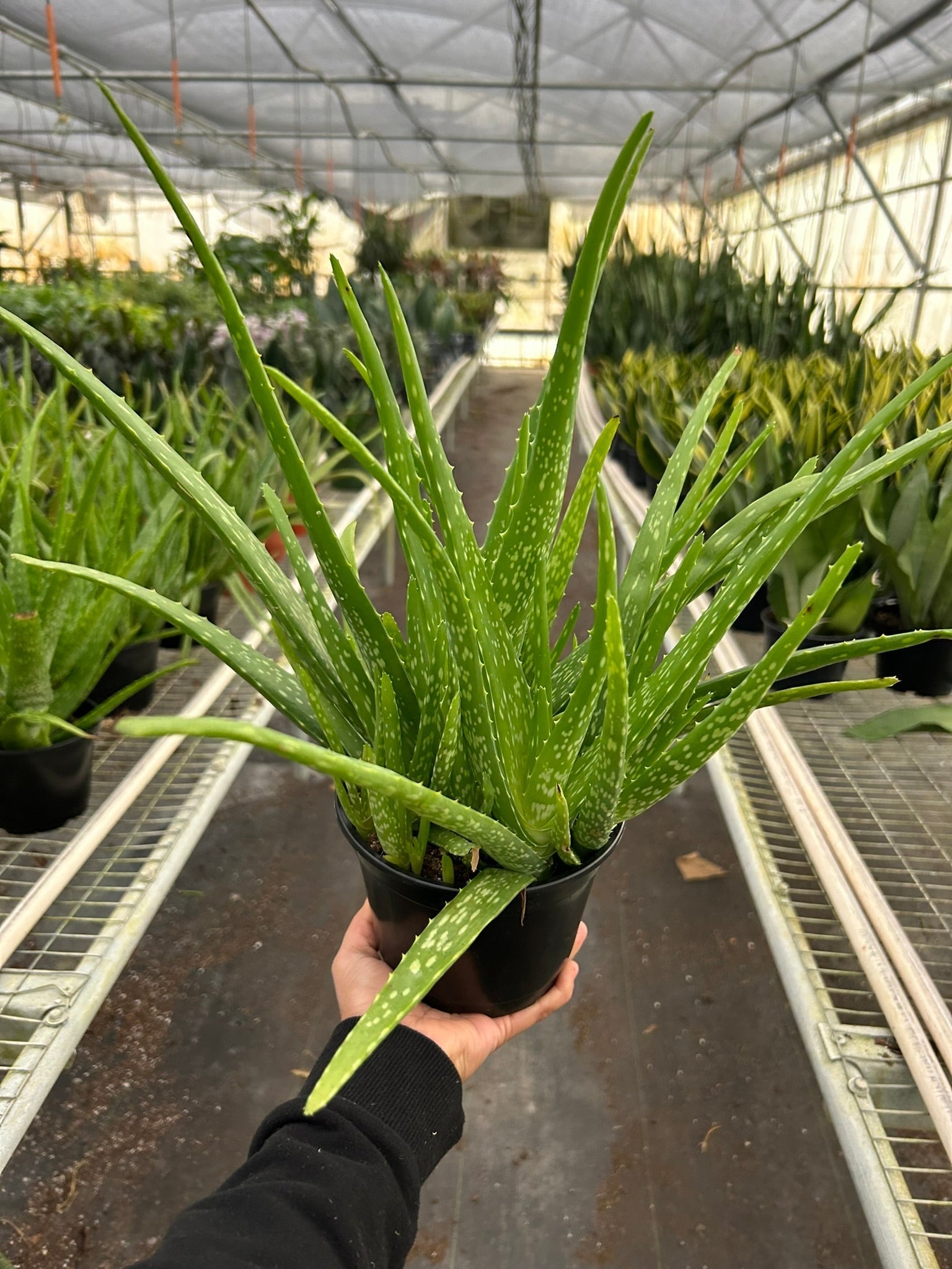 Aloe Vera - Cheeky Garden