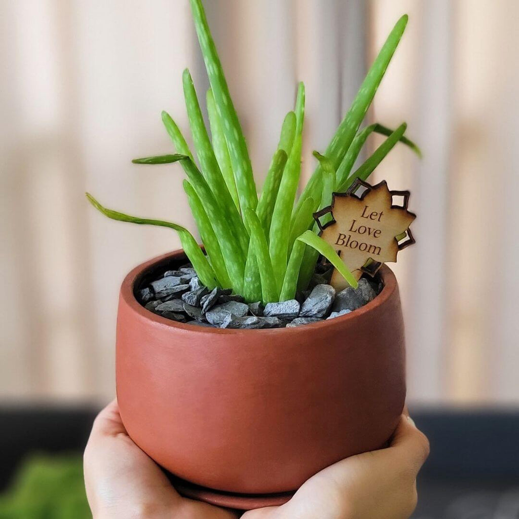 Aloe Vera Plant - Cheeky Garden
