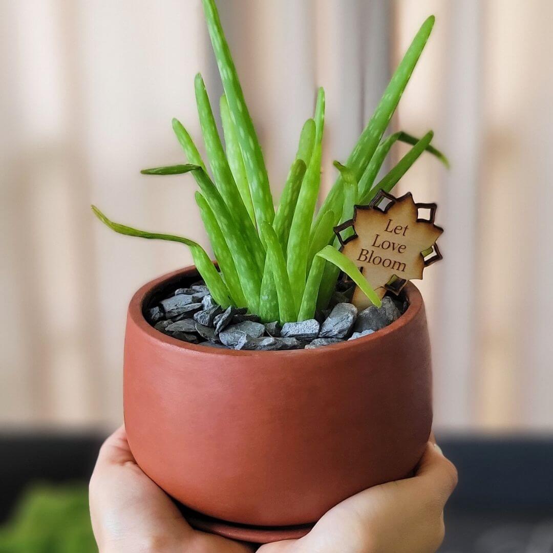 Aloe Vera Plant - Cheeky Garden