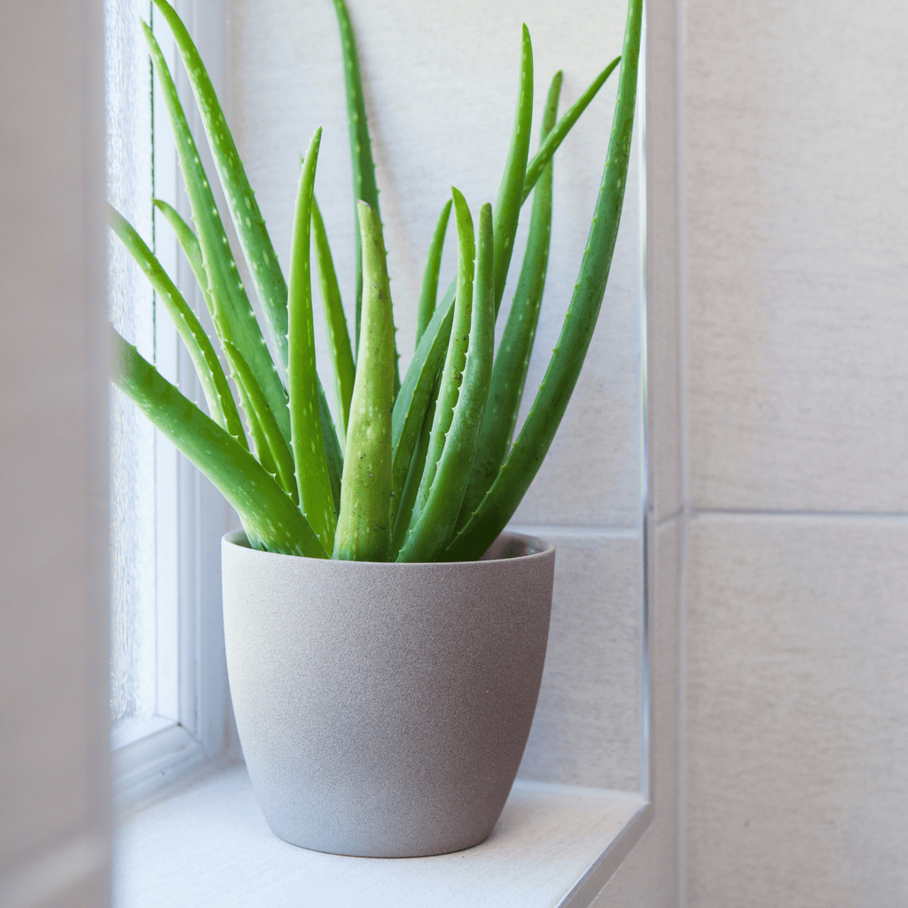 Aloe Vera Plant - Cheeky Garden