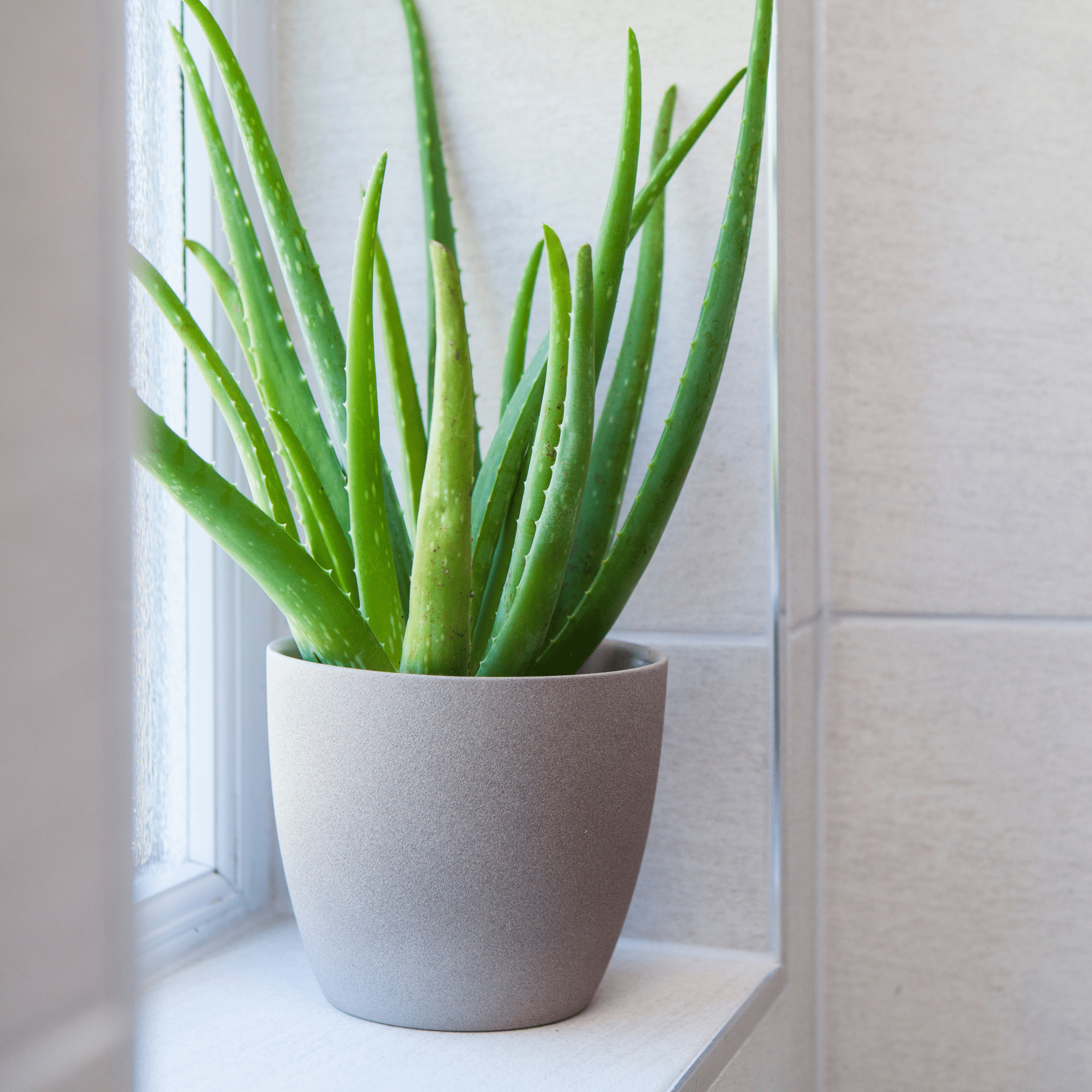 Aloe Vera Plant - Cheeky Garden