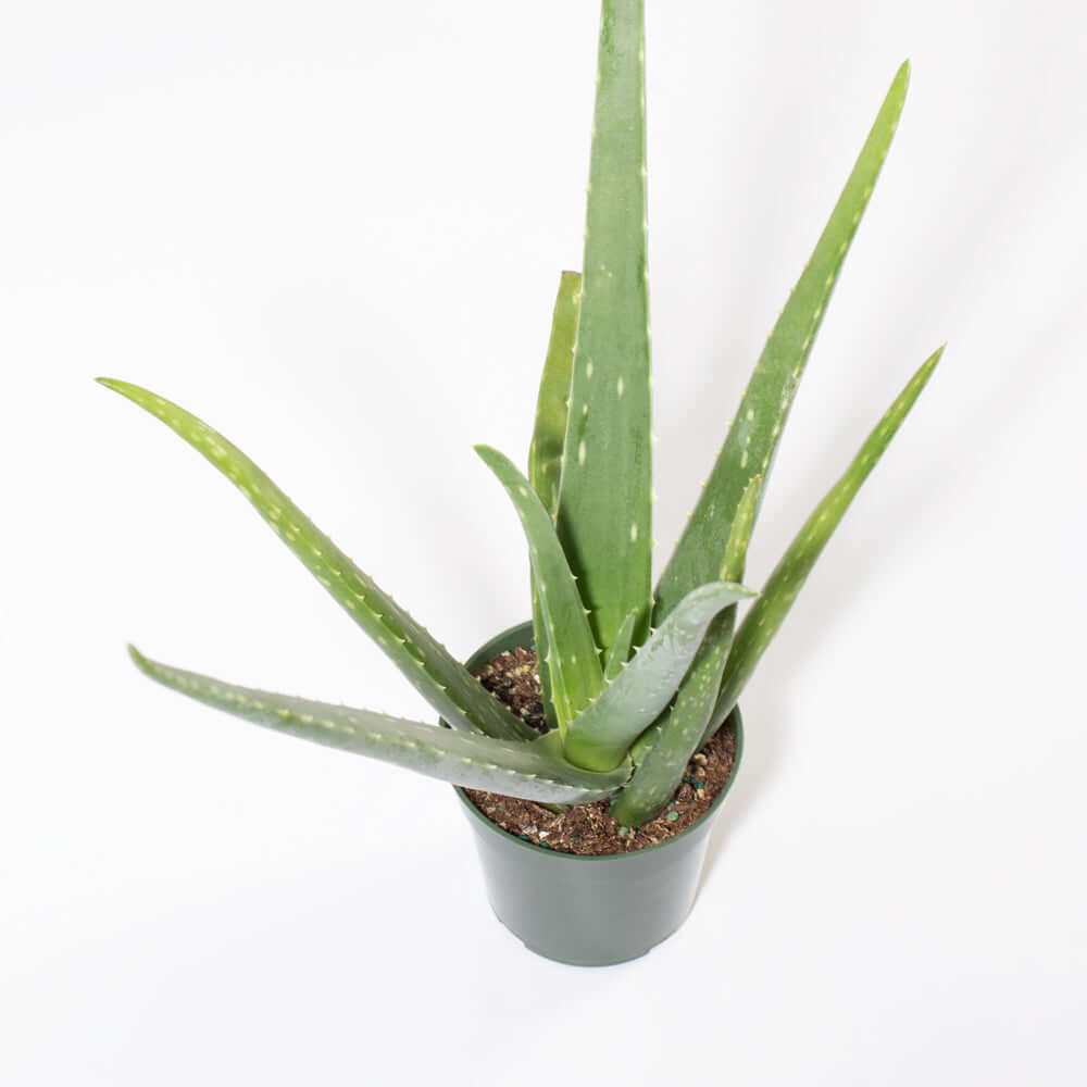 Aloe Vera Plant - Cheeky Garden