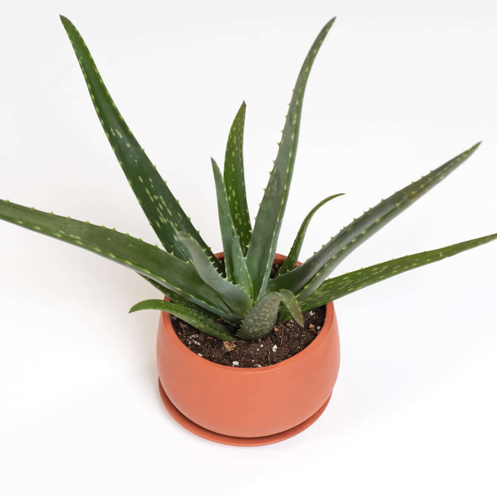 Aloe Vera Plant - Cheeky Garden