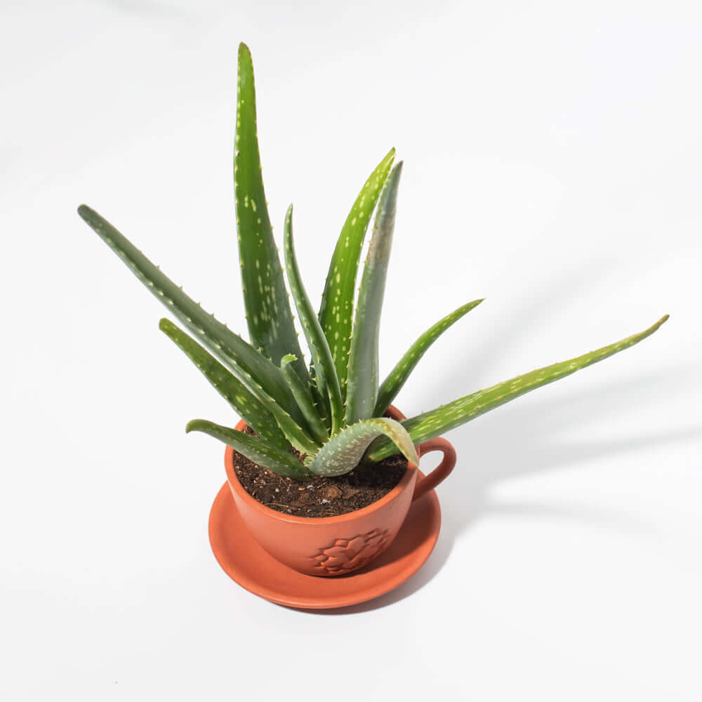 Aloe Vera Plant - Cheeky Garden