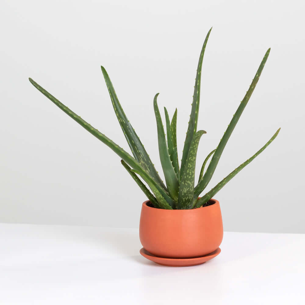 Aloe Vera Plant - Cheeky Garden