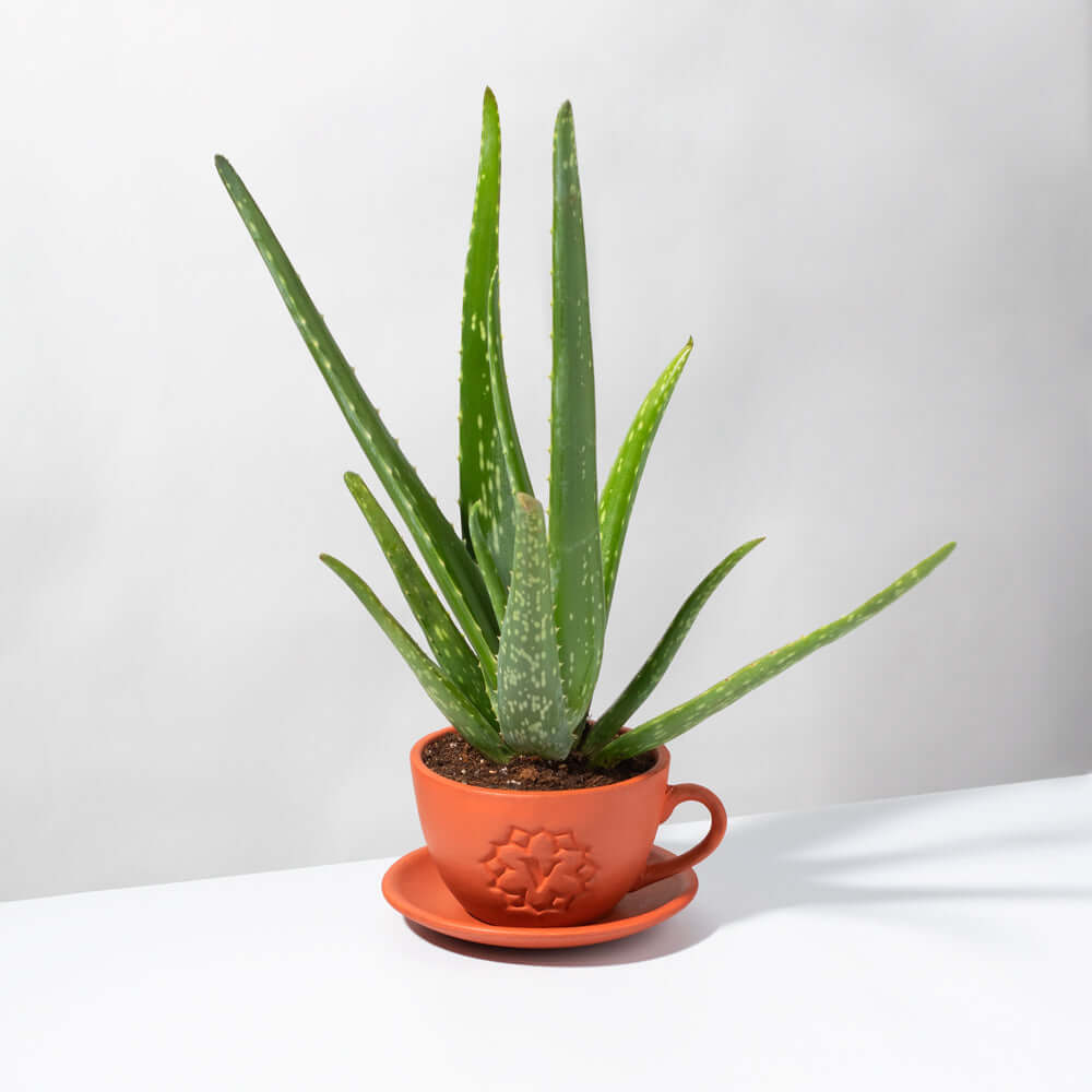 Aloe Vera Plant - Cheeky Garden