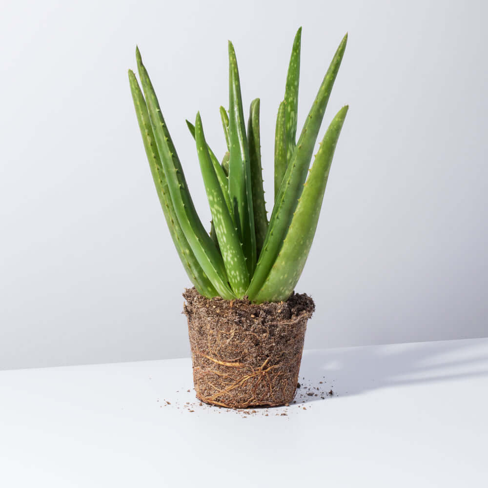 Aloe Vera Plant - Cheeky Garden