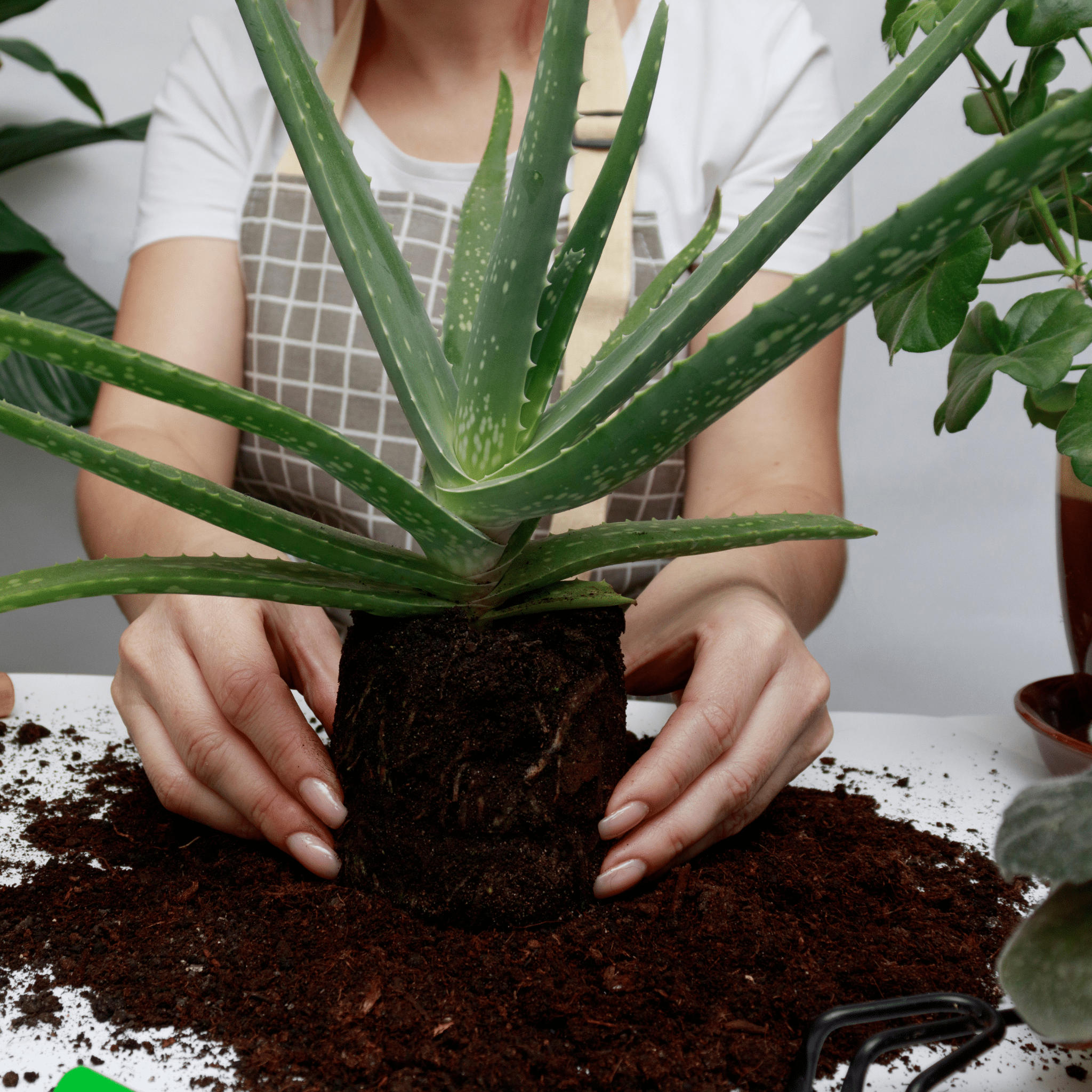 Aloe Vera Plant - Cheeky Garden