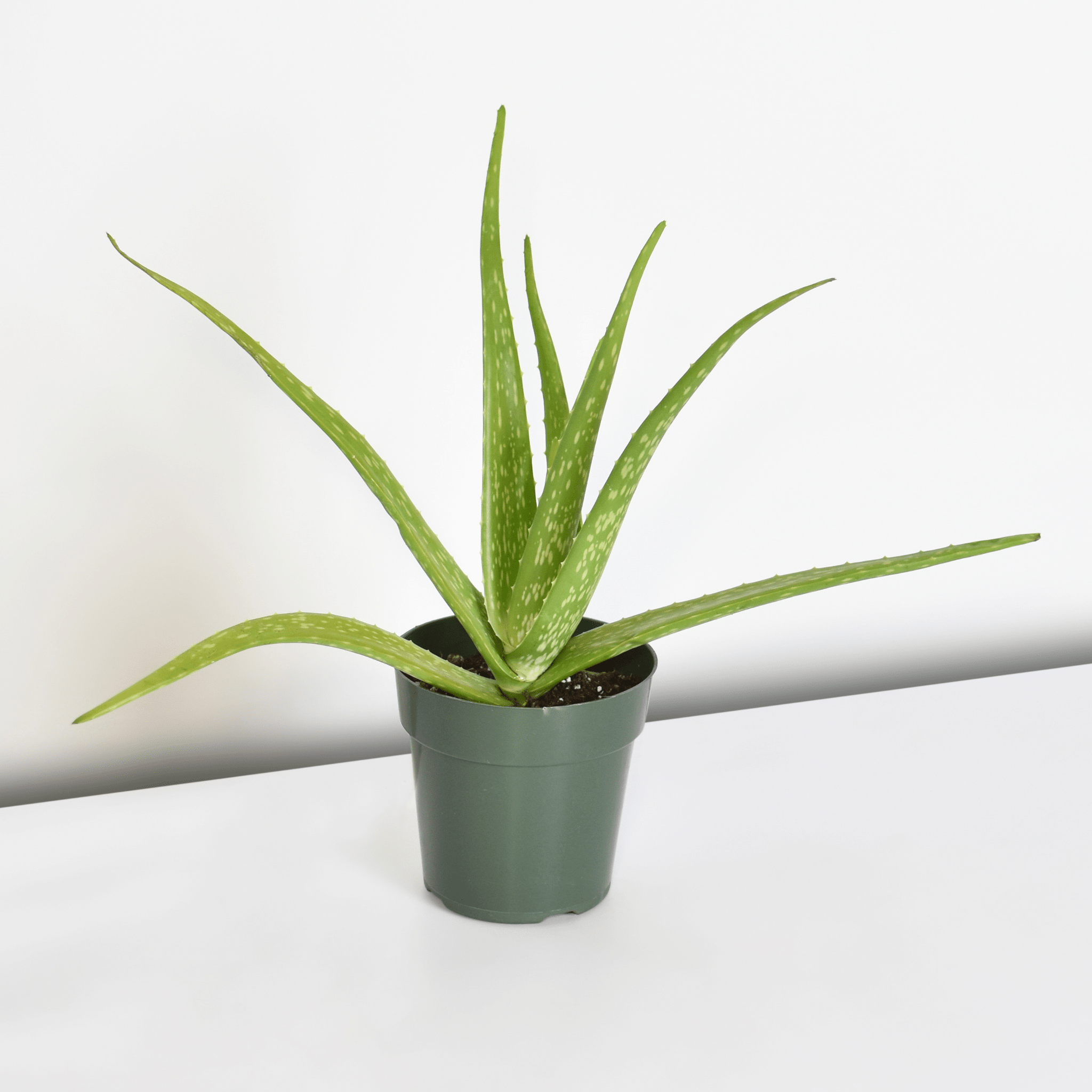 Aloe Vera Plant - Cheeky Garden