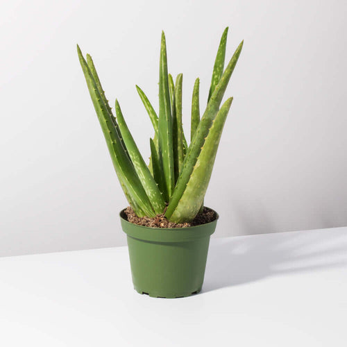 Aloe Vera Plant - Cheeky Garden