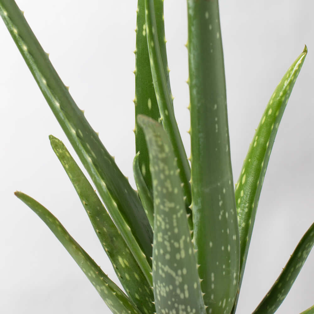 Aloe Vera Plant - Cheeky Garden