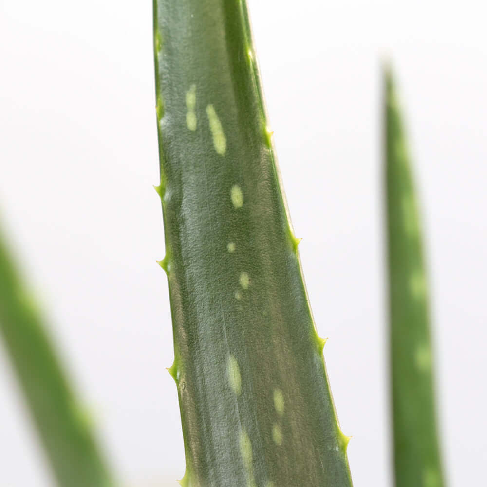 Aloe Vera Plant - Cheeky Garden