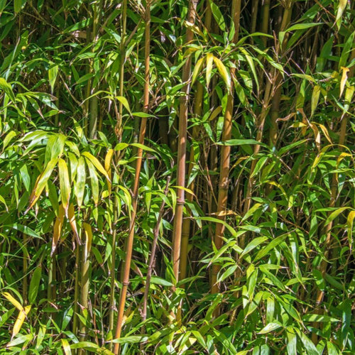 Alphonse Karr Bamboo - Cheeky Garden