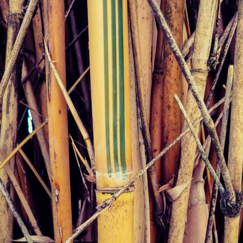 Alphonse Karr Bamboo - Cheeky Garden