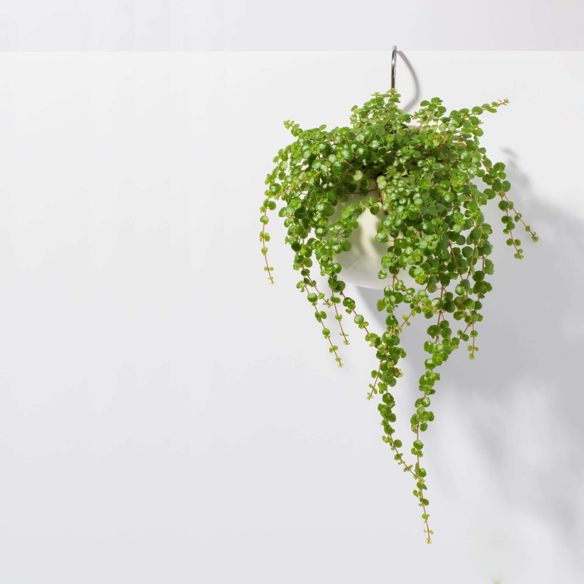 Amelia Hanging Planter 4" – Empty - Cheeky Garden