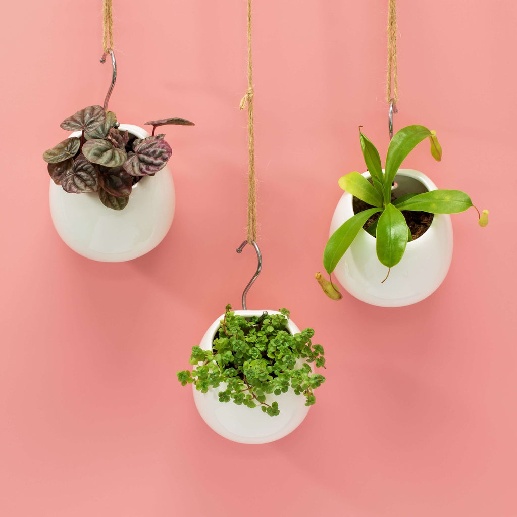 Amelia Hanging Planter 4" – Empty - Cheeky Garden
